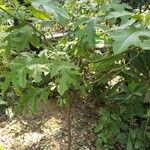 Solanum wrightii Frucht