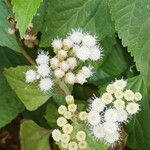 Ageratina adenophora Цвят