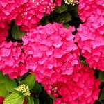 Hydrangea macrophyllaÕis