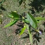 Clitoria fairchildiana Leaf