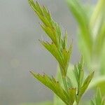 Oenanthe crocata List