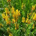 Genista tinctoria Blad