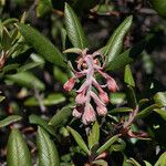 Xylococcus bicolor Çiçek