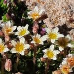 Saxifraga exarata Flor