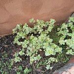 Coleus madagascariensis Leaf