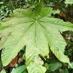 Cecropia schreberiana Hoja