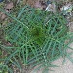 Cynara humilis Φύλλο