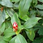 Costus spiralis Blatt