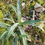 Carex flaccosperma Lehti