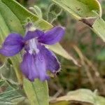 Delphinium staphisagria Fiore