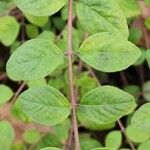 Symphoricarpos orbiculatus Folha