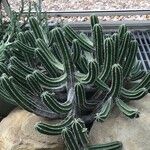 Euphorbia officinarum Yaprak