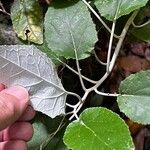 Pericallis appendiculata Leaf