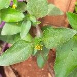 Synedrella nodiflora Fiore