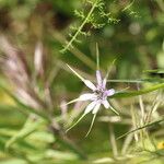 Geropogon hybridus Çiçek