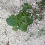 Synedrella nodiflora Лист
