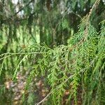 Cupressus cashmeriana Φύλλο