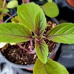 Ocimum kilimandscharicum برگ