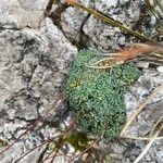 Saxifraga squarrosa Leaf