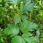 Heracleum dissectum Fuelha