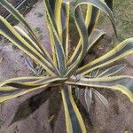 Agave americana Hábito