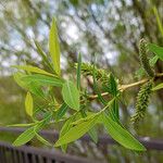 Salix lucida Лист