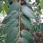 Ficus villosa ഇല