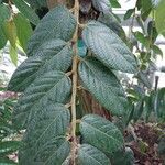 Ficus villosa Feuille