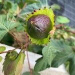 Gossypium hirsutum Fruit