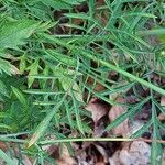 Scabiosa triandra पत्ता