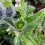 Hyoscyamus niger Fruit