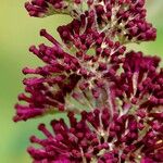 Buddleja davidii Ďalší