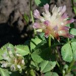 Trifolium fucatum Blodyn