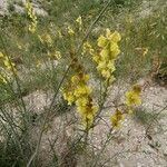 Linaria angustissima ফুল