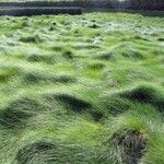 Festuca rubra Folha