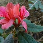 Rhododendron oldhamii Fleur