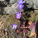 Hepatica triloba Chaix其他