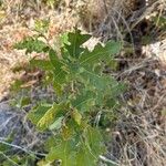 Quercus lobata Hoja