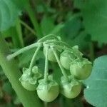 Solanum chenopodioides Gyümölcs