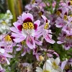 Schizanthus pinnatus Flower