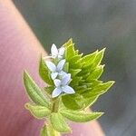 Sherardia arvensis 花