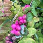 Symphoricarpos orbiculatusFruit