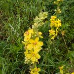 Verbascum speciosum Flor