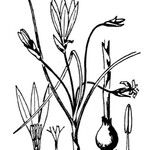 Romulea ligustica その他の提案