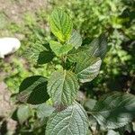 Lantana viburnoides Blad