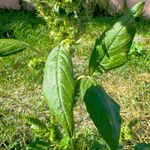 Amaranthus retroflexus Blatt