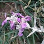 Teucrium marum Flower