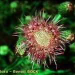 Cirsium heterophyllum Flower