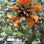 Erythrina caffra Λουλούδι