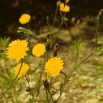 Krigia dandelion Habitus